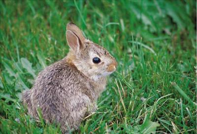 Rabbit for orphan family, D.R. Congo