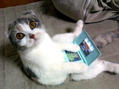 ds cat