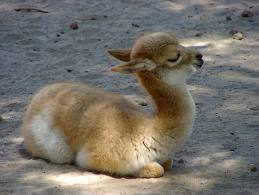 Llama