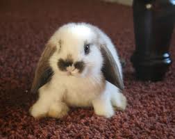 Bunny