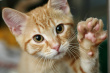 cute cat 