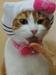 Hello Kitty Cat
