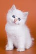 siberian kitten 