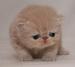 Dont Know Cat