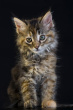 kitten 