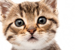 kittenn