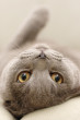 the cat 