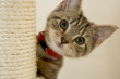 hiding cat 