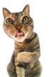 scary cat 
