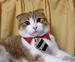 Tie Cat