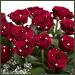 Red Roses