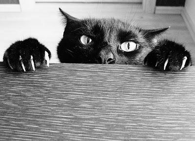 Tokförbannad katt!