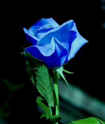 blue rose
