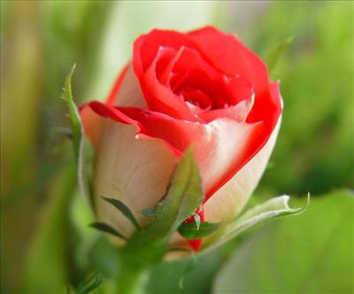 red rose