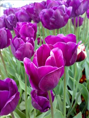 purple tulip