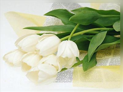 white tulip