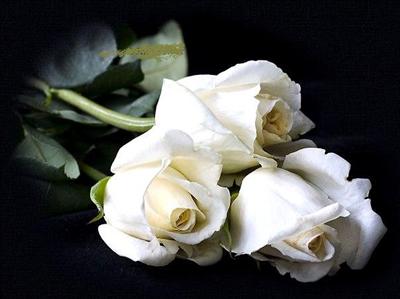 white rose