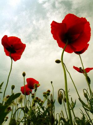 poppy