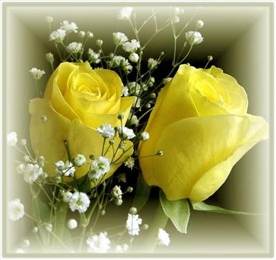 yellow rose
