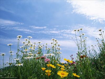 wild flowers