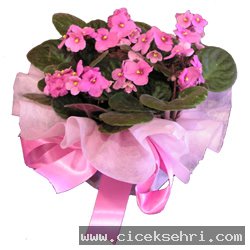 pembe_menekse_buketi