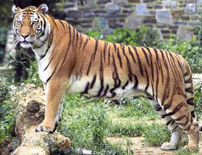 Pet Tiger