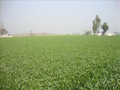 Fields