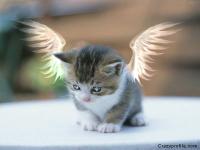 Cute Fairy Cat 