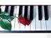  pianos 