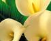  lilies 