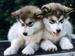 puppies 