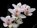  orchids