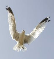 We Are Who God Says We Are - \"We Are More Than Conquerors Through Him That Loved Us' (Rom8:37) 