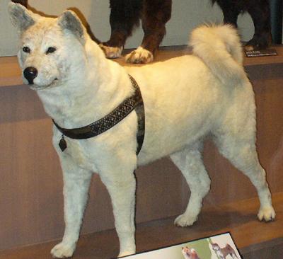 dog