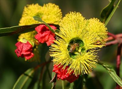 Eucalyptus Erythrocorys