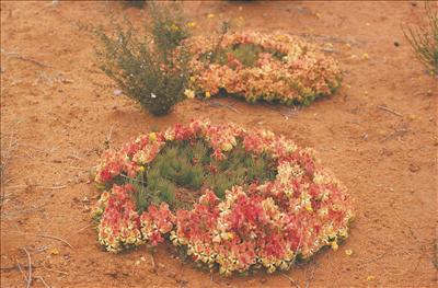 Wreath Flower