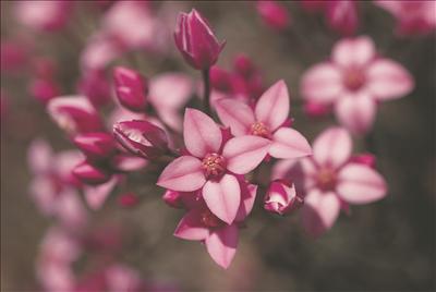 Boronia