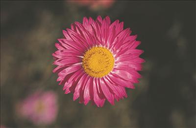 Pink Everlasting
