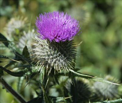 ♫  SCOTLAND ♫ 