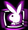purple bunny