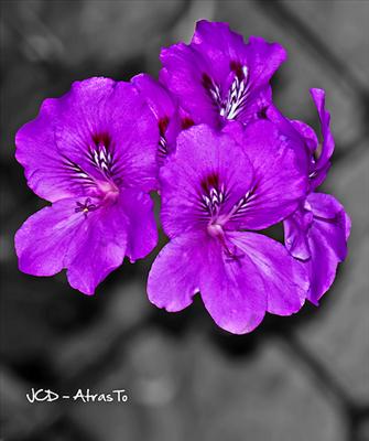 3violetas