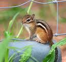 Baby Chipmunk