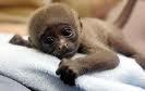 Baby Monkey