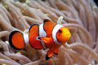 Clown Fish