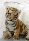 Baby Tiger