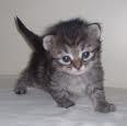 Kitten