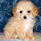 Toy Poodle
