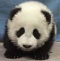 Baby Panda