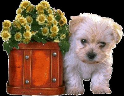 cute dog