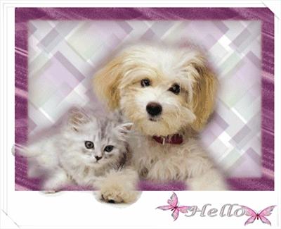 doggie wish